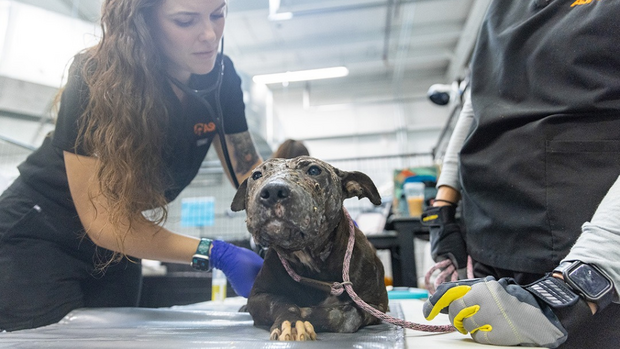 28 dogs rescued after dog fighting investigation at Pennsylvania home ...