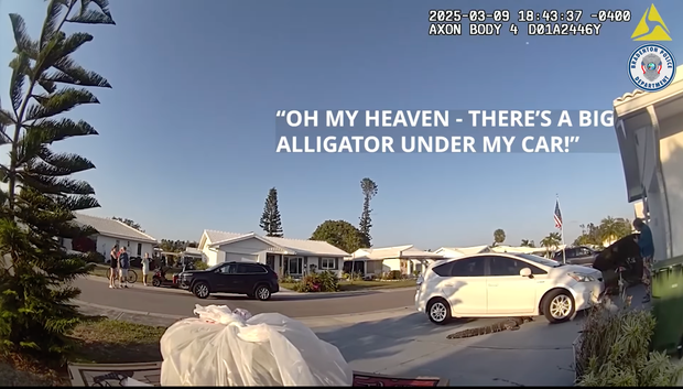 Pizza delivery interrupted by alligator