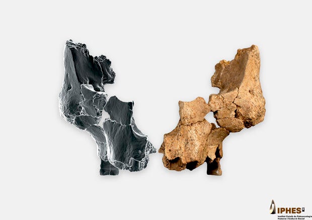 Original fossil (ATE7-1) alongside the mirrored right side by means of virtual 3D imaging techniques of the face of a hominin found at the Sima del Elefante site