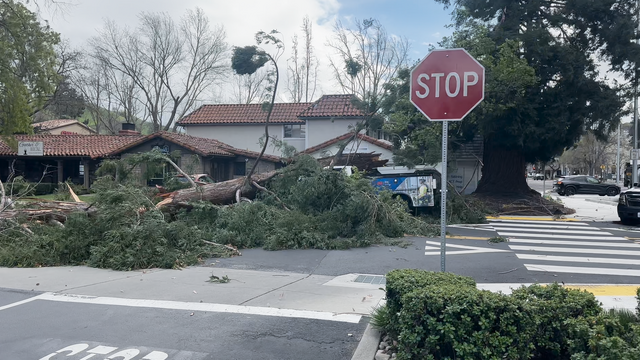 Alamo tree down 