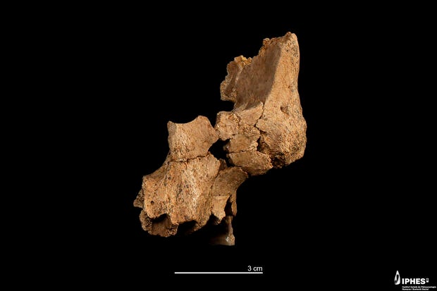 Original fossil of the midface of a hominin assigned to Homo aff. erectus recovered at level TE7 of the Sima del Elefante