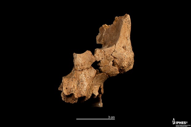 Original fossil of the midface of a hominin assigned to Homo aff. erectus recovered at level TE7 of the Sima del Elefante