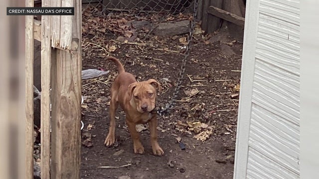 A pit bull puppy chained to a fence with a heavy chain. 