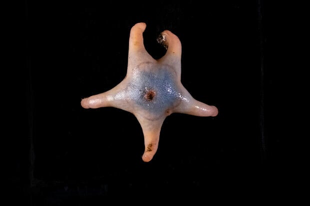 This deep-sea sea star plays a crucial role in nutrient recycling in one of the planet's least studied regions