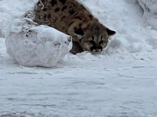 michigan-cougar-cubs-snow.jpg 