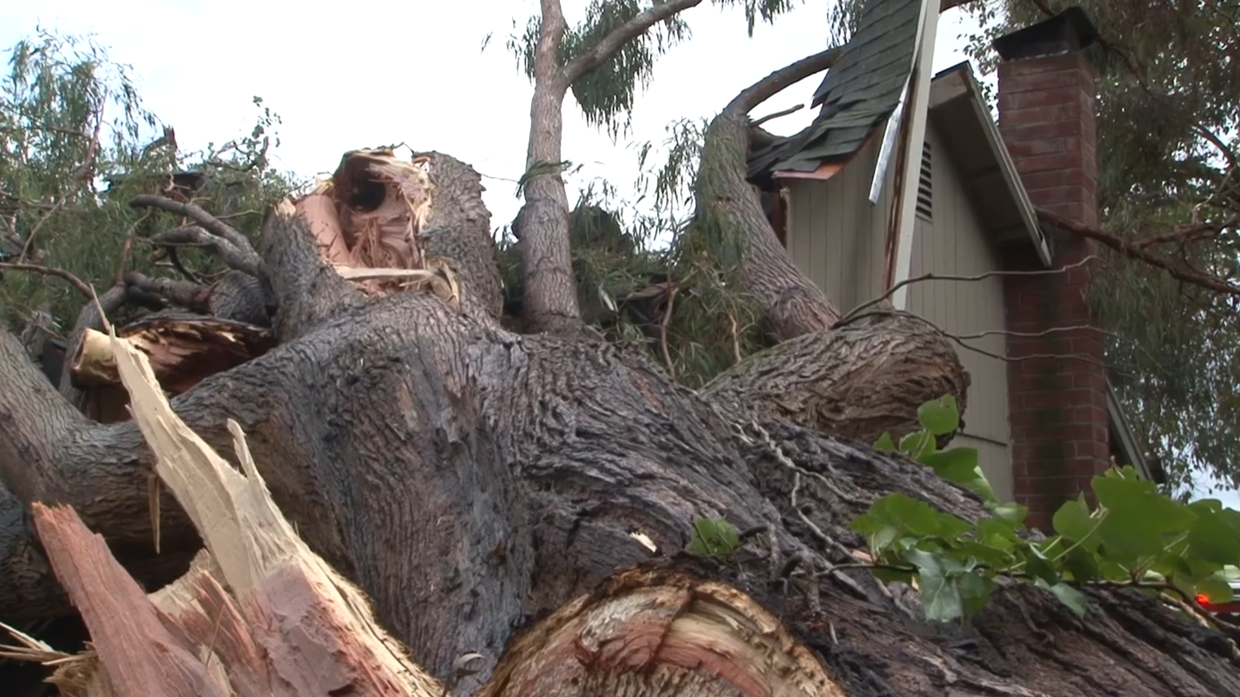 Rohnert Park tree into house 