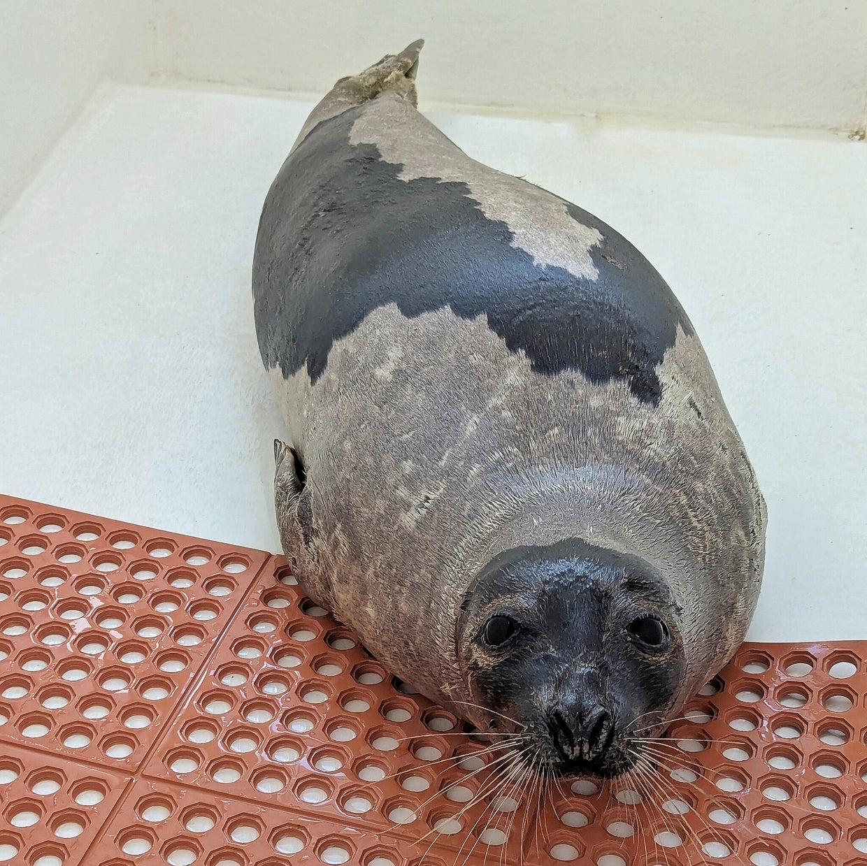 lbi-seal.jpg 