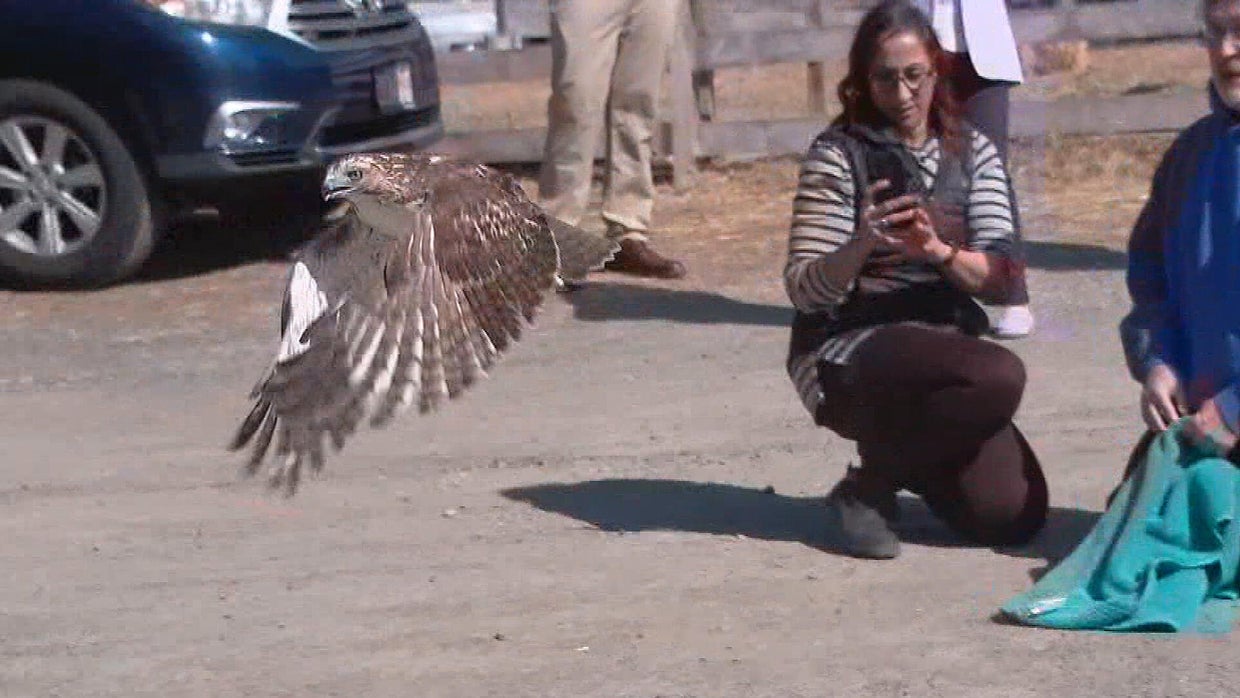 Red-tailed hawk 