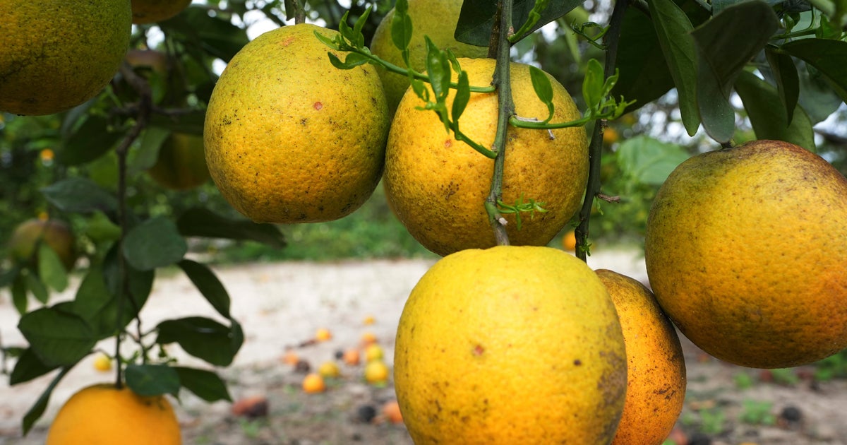 Florida Senate budget proposal seeks 0 million to help citrus industry Florida Senate budget proposal seeks 0 million to help citrus industry