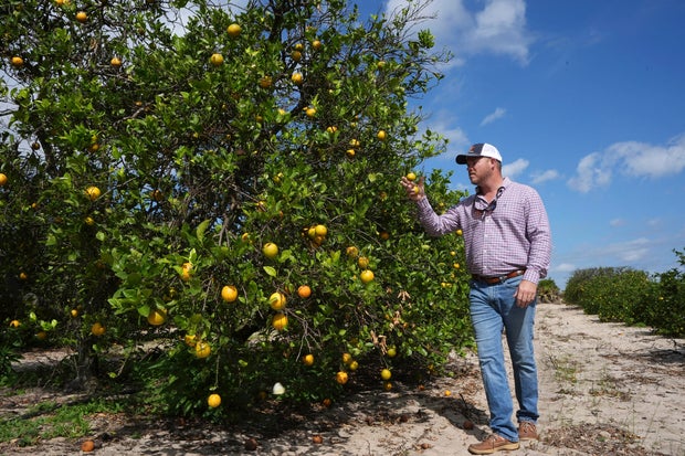 Florida Citrus' Future 