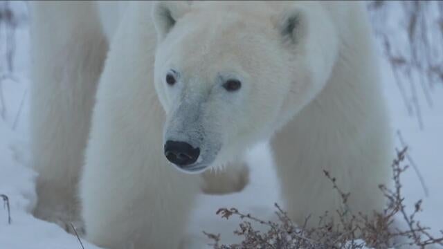 Shrinking Arctic ice reduces natural habitat ...