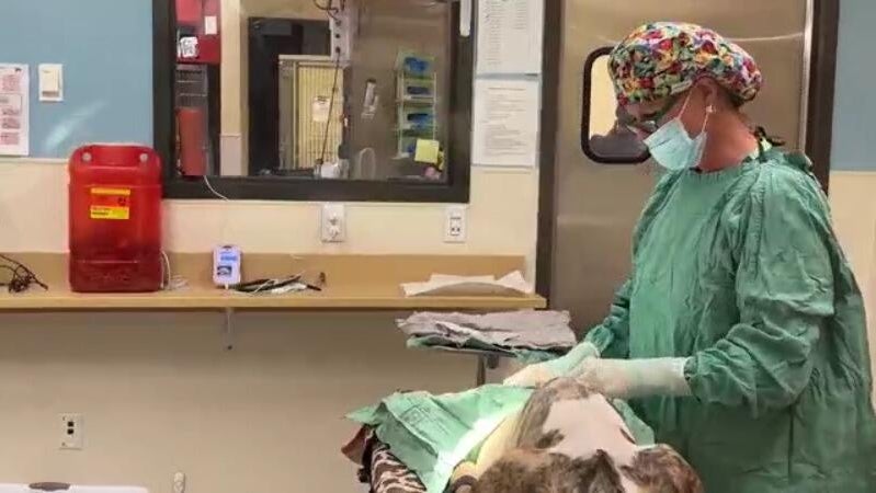 pay-to-spay2.jpg 