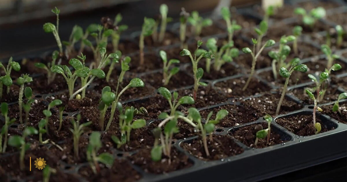 Martha Stewart on seed starting