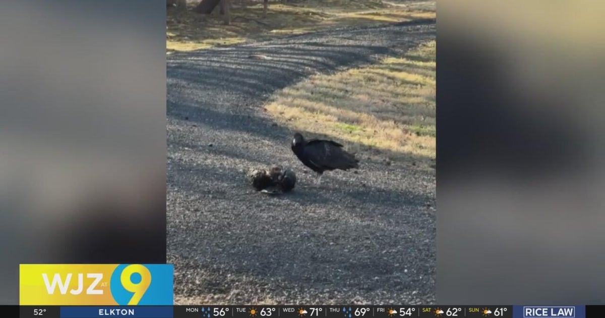 Vultures in mourning? Bizarre bird behavior captured in Prince George’s ...
