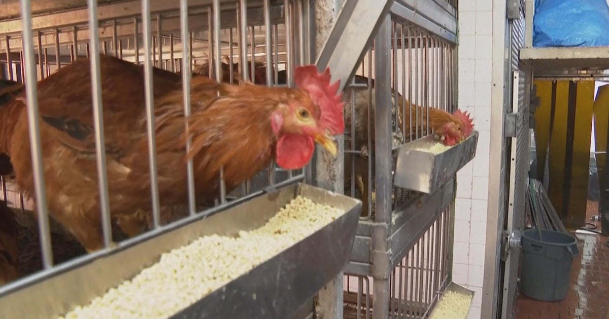 Breaking: Third Bird Flu Case Confirmed in Philadelphia Live Market, Public Risk Remains Low