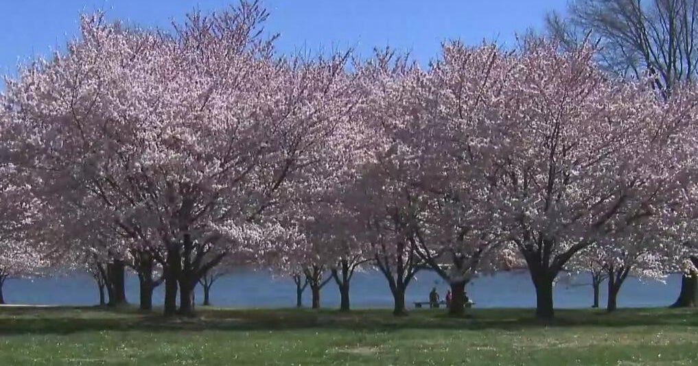 Cherry Blossom trees at Fort McHenry expected to bloom first week in ...