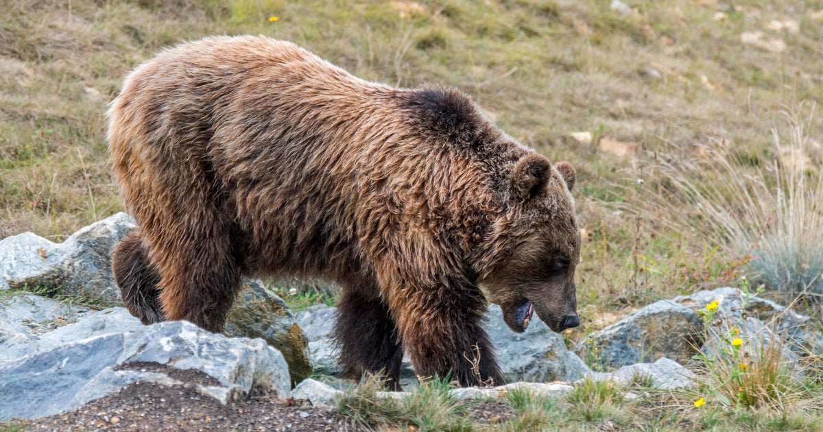 Hunter accused of killing endangered mother bear claims self-defense