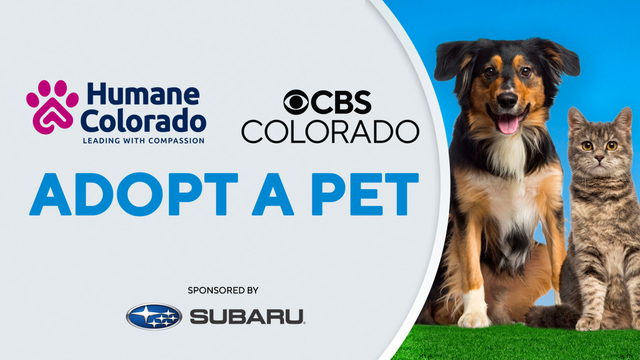 adopt-pet-humane-colorado.png 