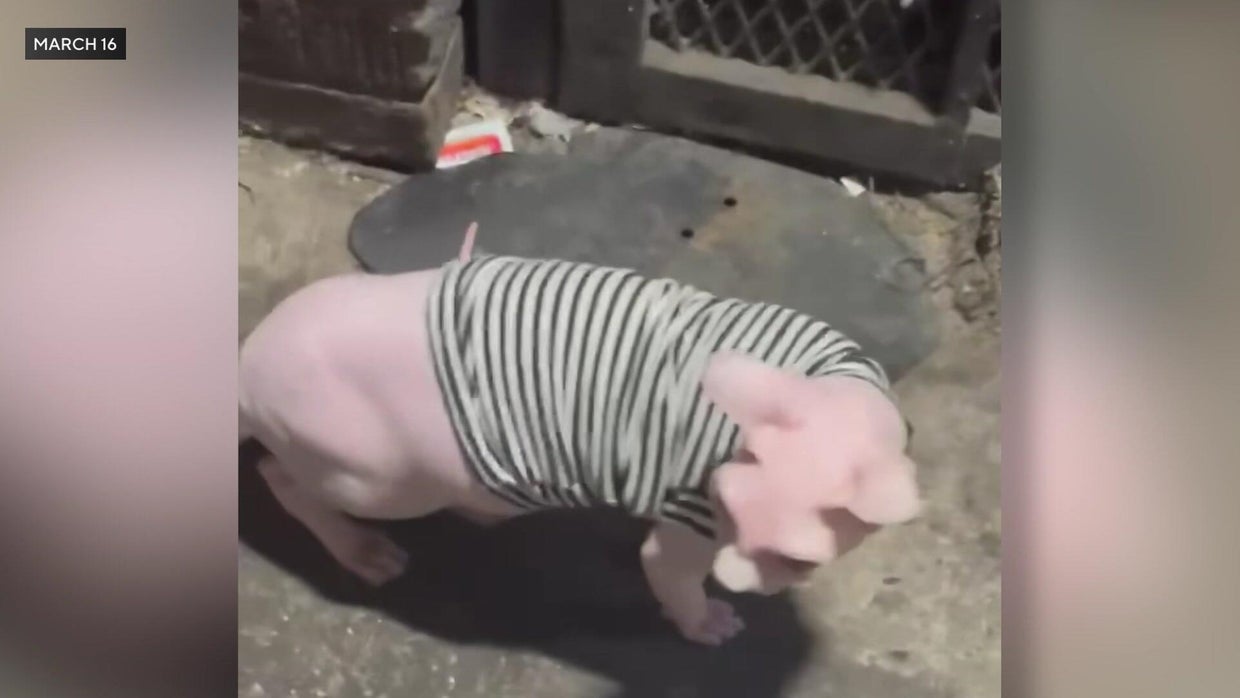 A Sphynx cat wearing a black-and-white striped shirt stands on a sidewalk outside a restaurant. 