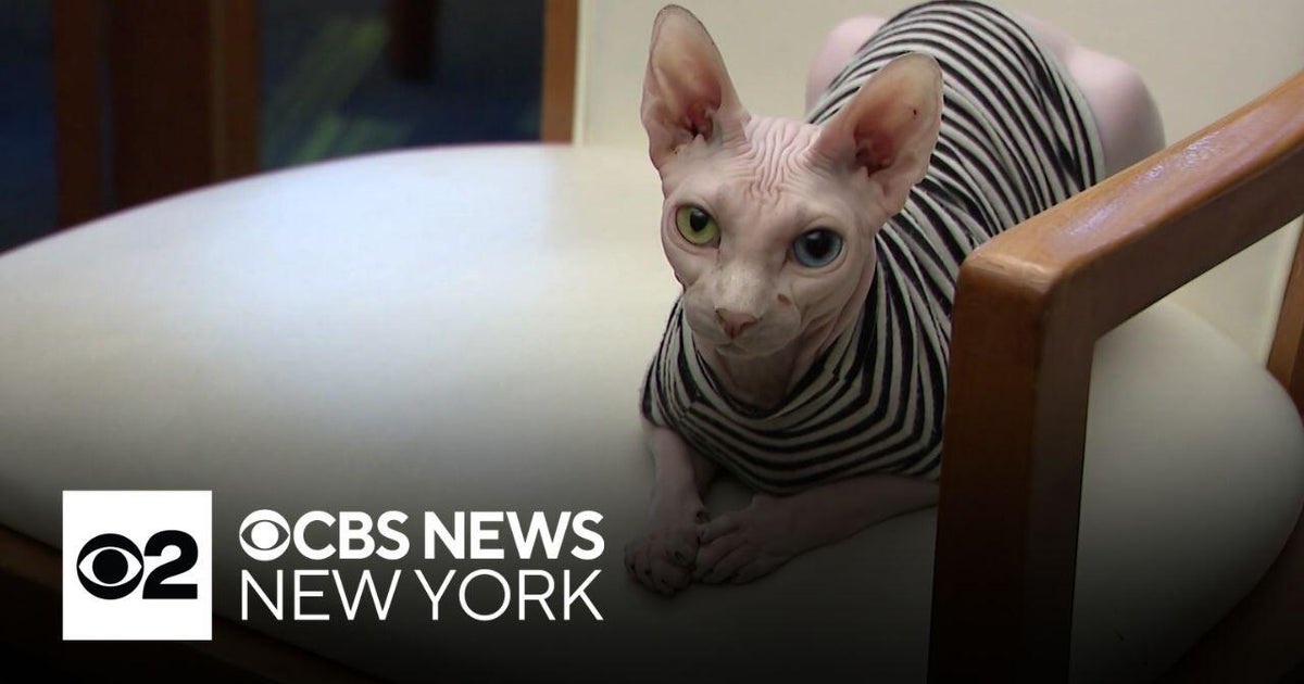 NYC restaurant owner finds cat that went missing after carjacking - CBS ...