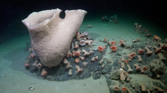 A Deep-Sea Sponge and Anemones in Antarctica 