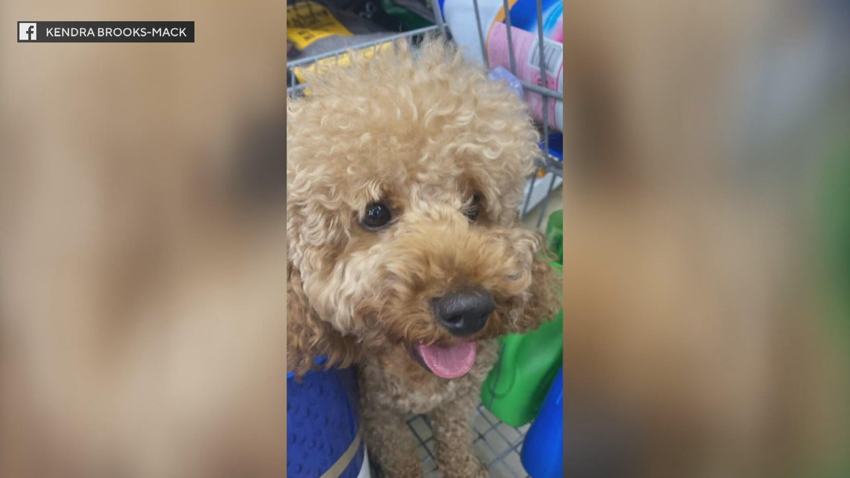Kendra Brooks missing dog 