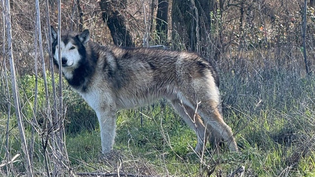 wolfdog-hybrid.jpg 