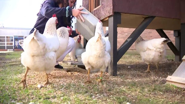 class-act-pkg-2-chicken-wcbsdfdb-hi-res-still.jpg