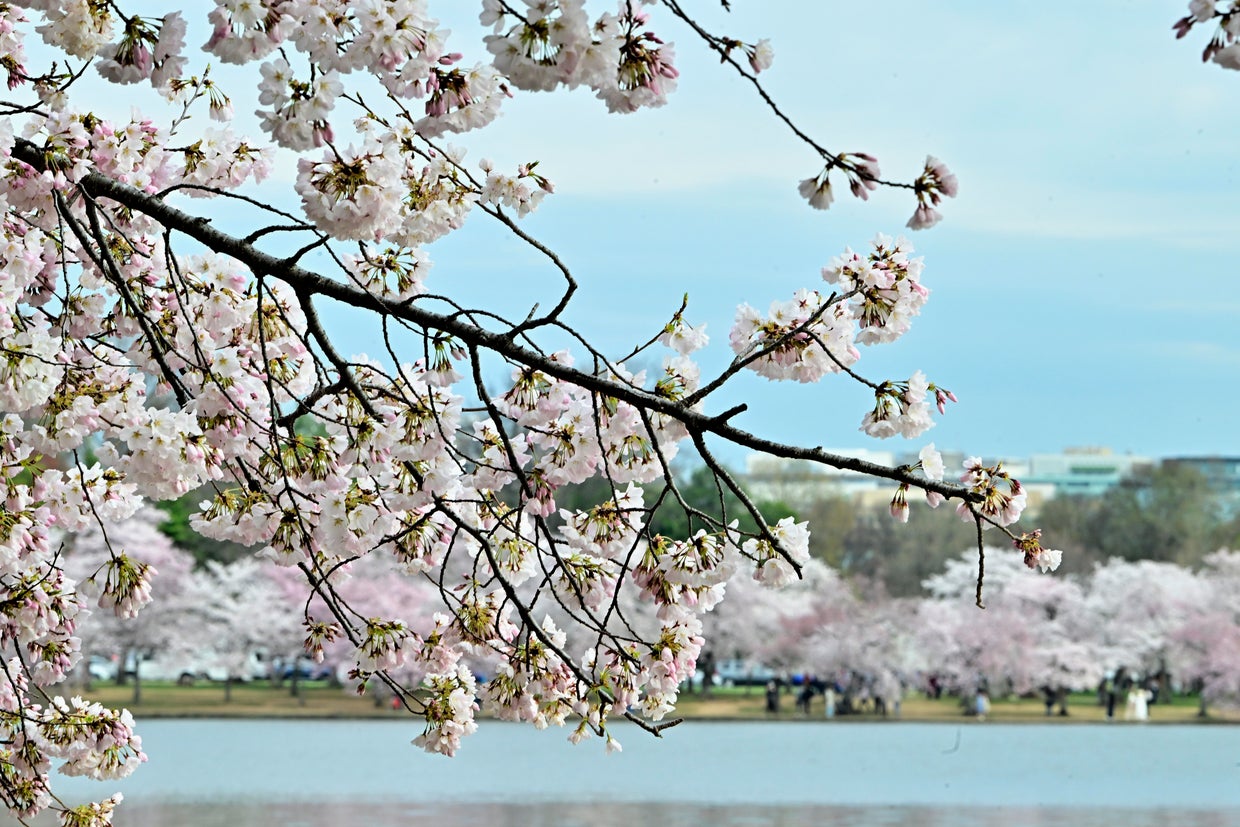 Cherry Blossoms Hit Peak Bloom In Washington, DC 