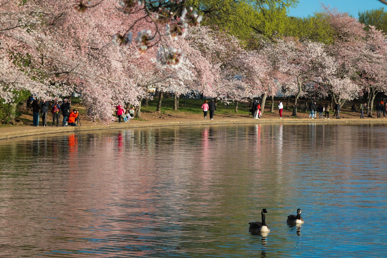 D.C.'s Famed blooming cherry blossoms Near Peak Bloom 
