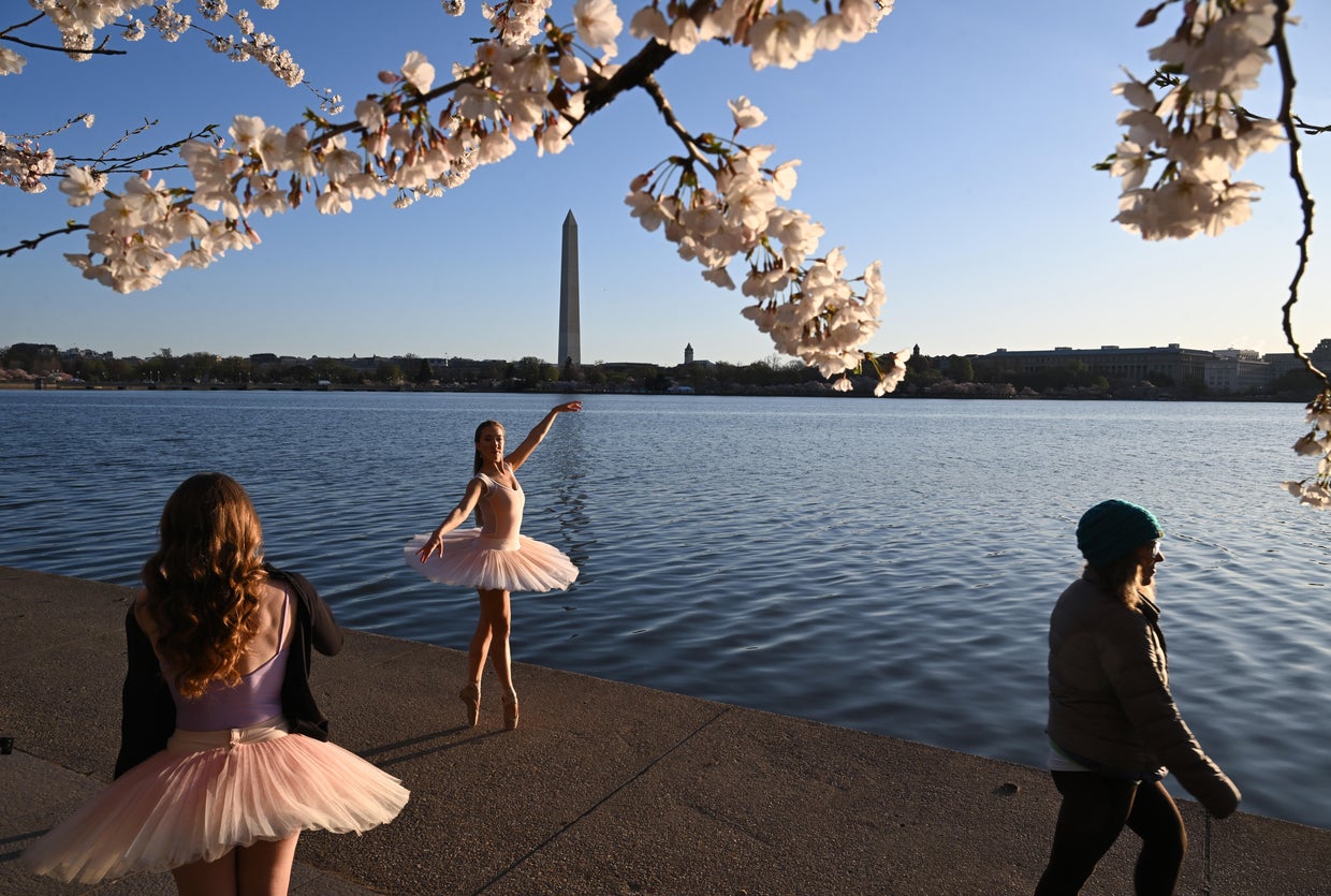 Cherry blossoms features - Washington, DC 