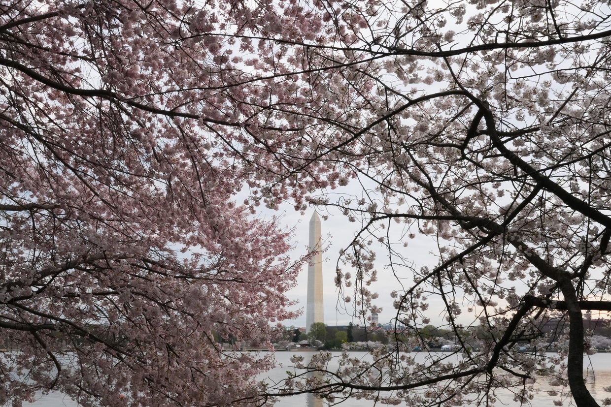 Cherry Blossoms Hit Peak Bloom In Washington, DC 