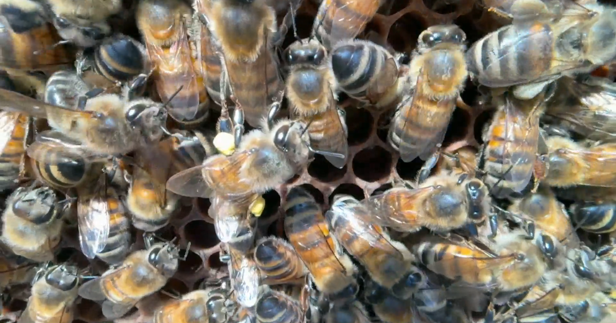 Hundreds of millions of bees mysteriously dying - CBS News