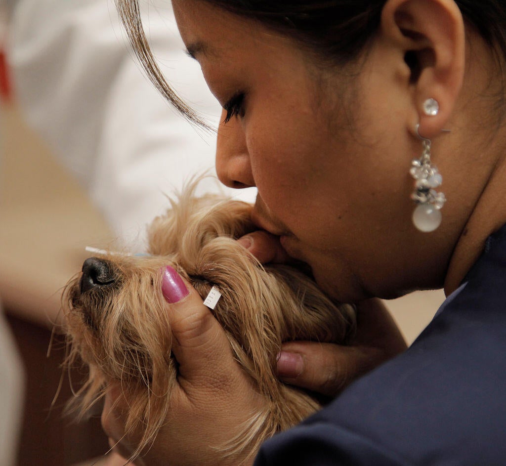 Opthamology assistant Patty Ramirez holds 8-year-old Madison, a Yorkshire terrier, during an eye ex
