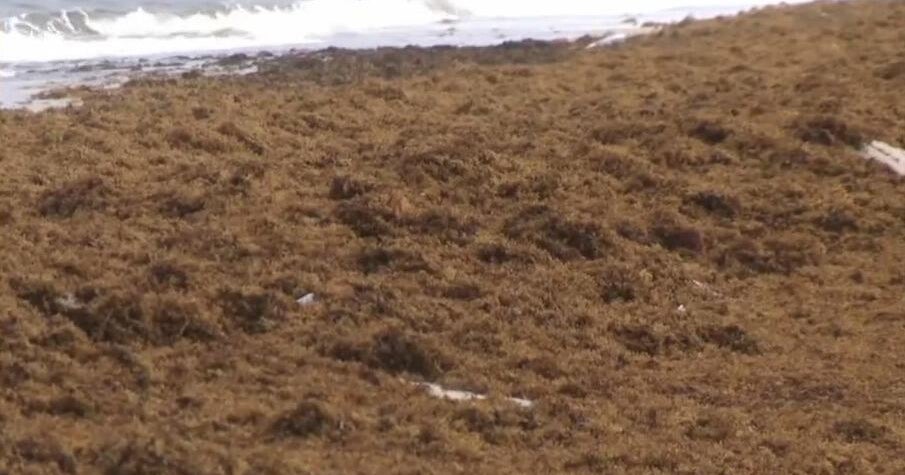 Record-breaking levels of floating seaweed mats in the Atlantic in March, researchers say
