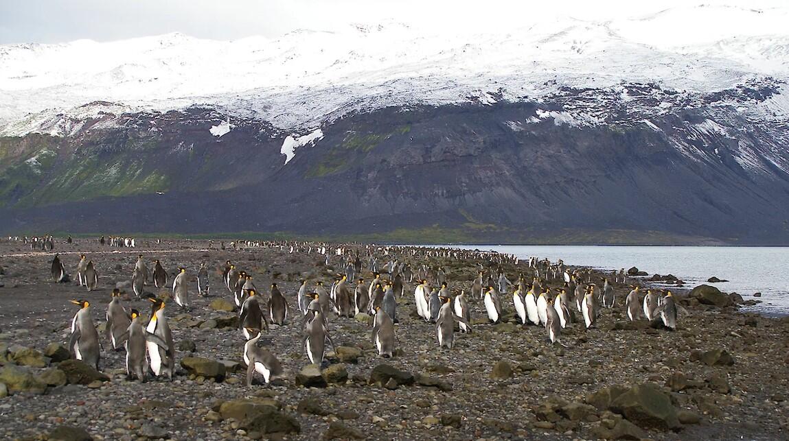 Trump's tariffs target Heard Island and McDonald Islands, Australian territory inhabited by penguins