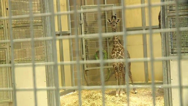 baby-giraffe-name-kmaxd3rk.jpg 
