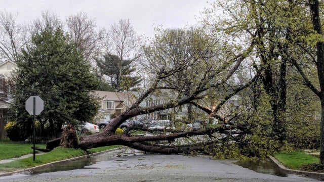 gloucester-township-tree-damage-roberts-road-broadmoor-development.jpg 