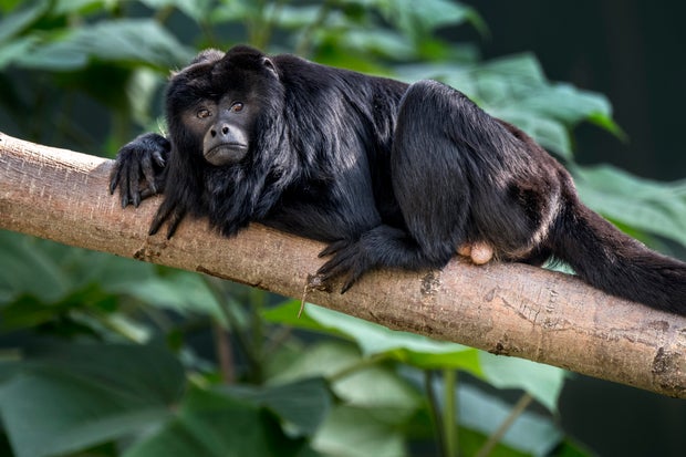 Black howler monkey - black-and-gold howler male in tree.
