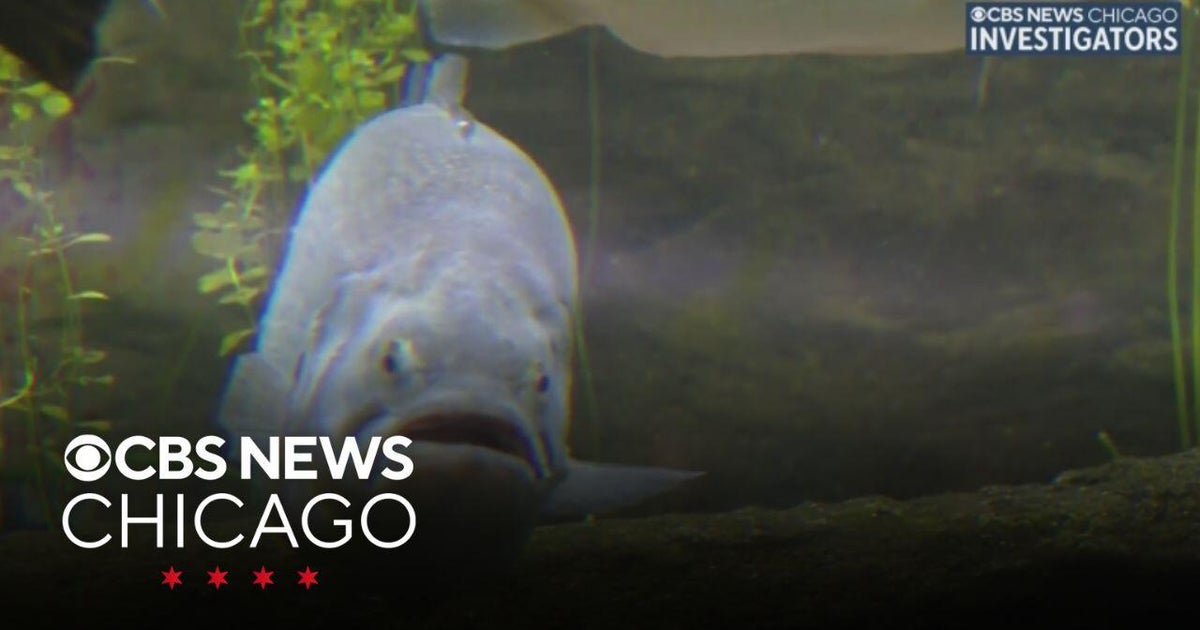 Shedd Aquarium researchers track fish to study health of Chicago River ...