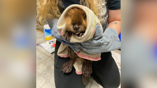 kdka-baby-beaver-rescued.png
