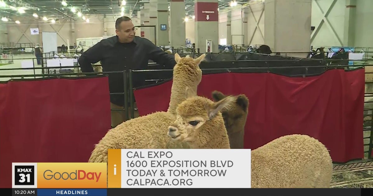 Wild West Alpaca Show at Cal Expo - Good Day Sacramento