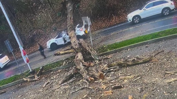 tree-car.jpg 