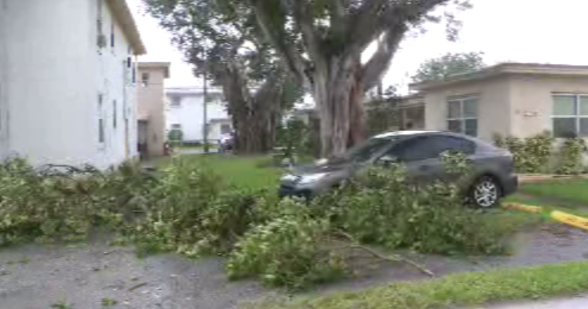 South Florida storms snap tree branches, knock down power line South Florida storms snap tree branches, knock down power line
