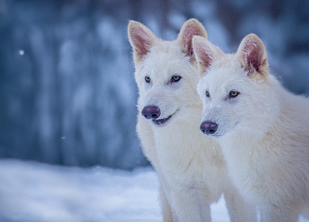 dire wolf pups 
