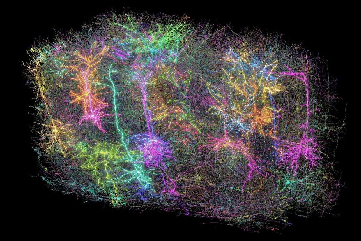 Mouse Brain Map 