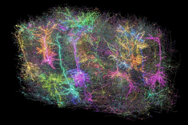 Mouse Brain Map 