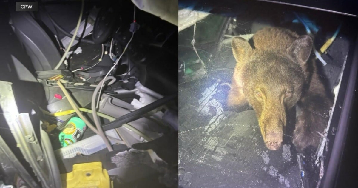 Bear searching for food damages, gets trapped in Colorado resident's ...