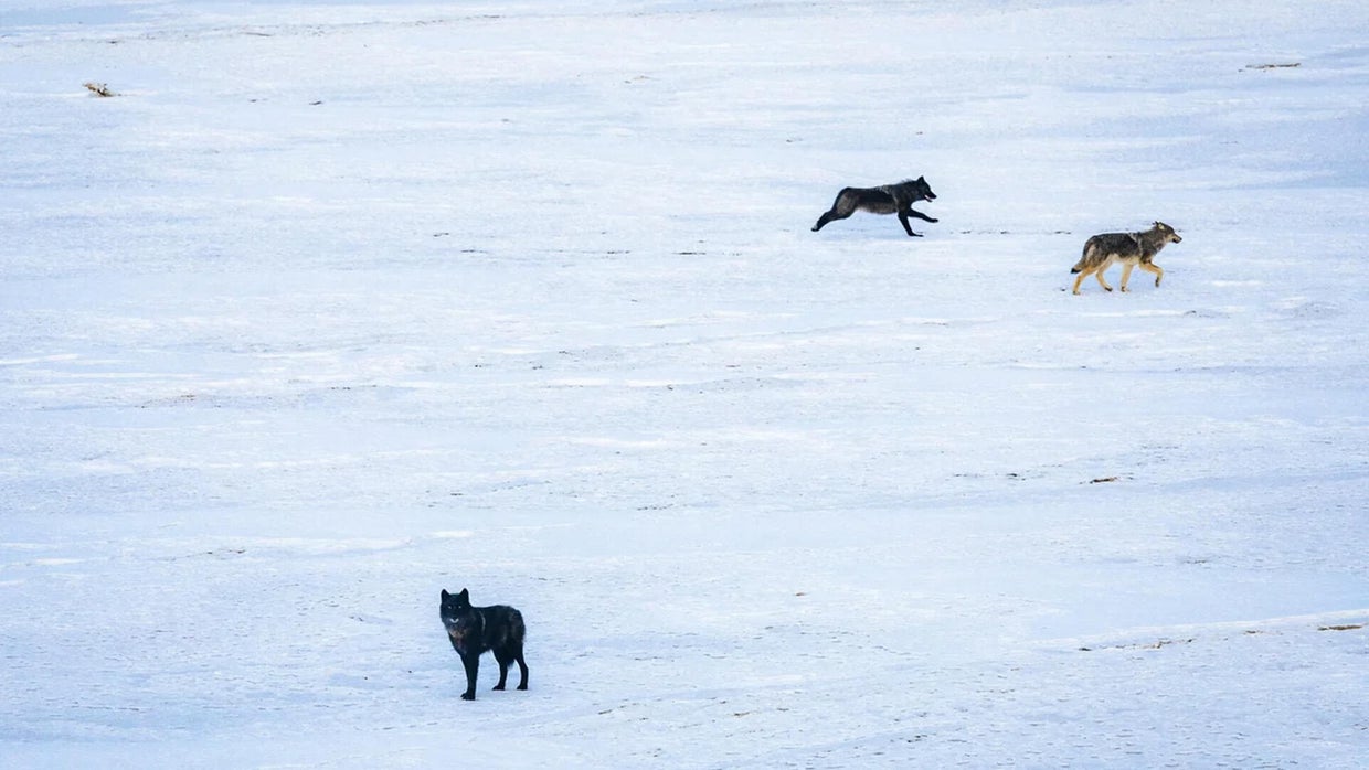 Gray wolf who was brought to Colorado from Canada dies in Wyoming - CBS ...