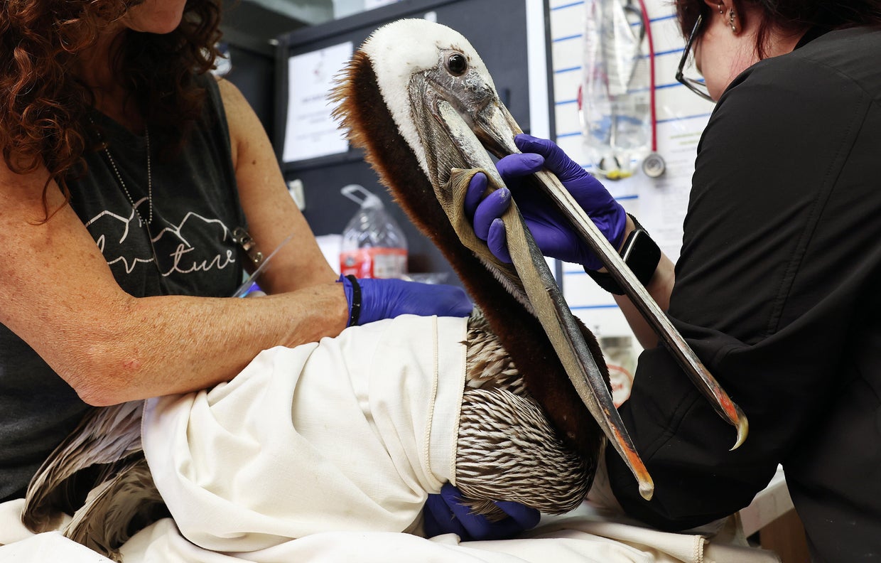 Animal Care Center Takes In Starving Pelicans Found On California Beaches As Scientists Search For A Cause 